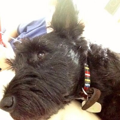 Profile Picture of Liz Watkins-Bruce (@@megbwatkins) on Twitter