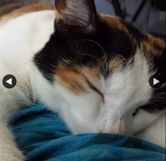 Profile Picture of Danielle Lamoreux (@dlamoreux1) on Poshmark