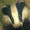 Profile Picture of brockwatcher (@brockwatcher) on Flickr