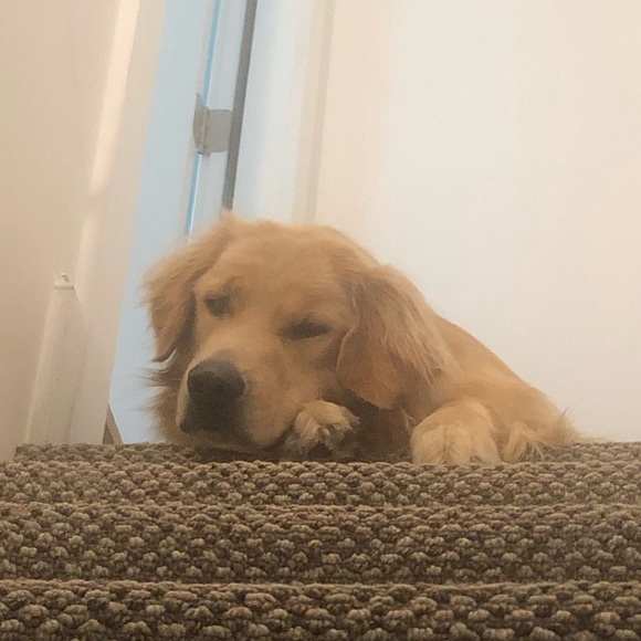 Profile Picture of Joseph Fernandez (@business101704) on Poshmark