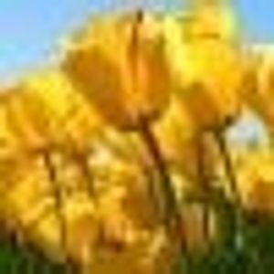 Profile Picture of Anup Mishra (@304965198) on Myspace