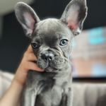 Profile Picture of blue french bulldog Archibald (@frenchpuppy_archibald) on Instagram