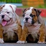 Profile Picture of steven huisman (@stevenhuisman) on Instagram