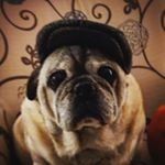 Profile Picture of Archie Derek Rinck, rescue pug (@archie.the.indiana.pug) on Instagram