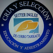 Profile Picture of CRÍA DE SETTER INGLÉS PARA CAZA Y COMPETICIÓN (@jorgecerratorodriguez) on Youtube