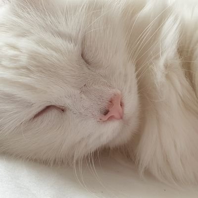 Profile Picture of Florence-Rose  🖤 💙 🌸 🐾 🐾 🌸 ❣ 🌸 ❣ 🌸 ❣ 🇪🇺 🌟 ❣ 🐸 🌼 🐭 🐥⚘ (@FloBoniface) on Twitter