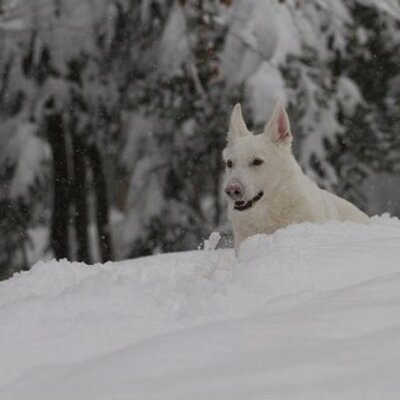 Profile Picture of Mark Harris (@TheTechnobear) on Twitter