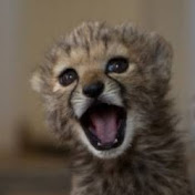 Profile Picture of Melanie Winfree (@melaniewinfree3288) on Youtube