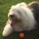 Hans - Instagram Profile Picture of Hans (@hanskullamader) on Instagram