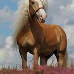 Profile Picture of Lisa van der Molen (@vandermolenlisa) on Instagram