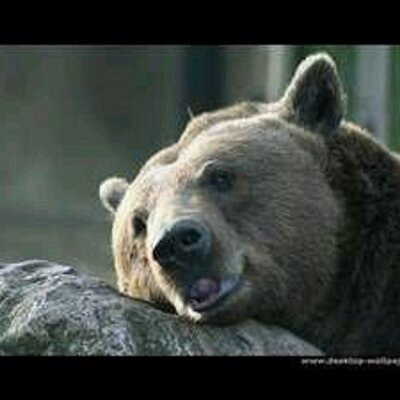 Profile Picture of Stephen Treptow (@papabear4u1972) on Twitter