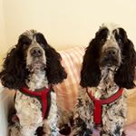 Profile Picture of Harvey & Arthur (@adventuresofharveyandarthur) on Instagram