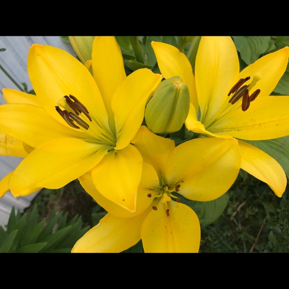 Profile Picture of Carole Zachrich (@angel419) on Poshmark