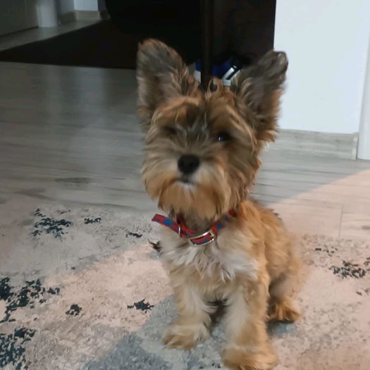 Profile Picture of Costin (@ian.costin) on Tiktok