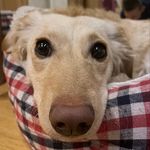 Profile Picture of Katharina Egbert (@laikashundeabenteuer) on Instagram