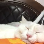 Profile Picture of socham (@socham) on Instagram