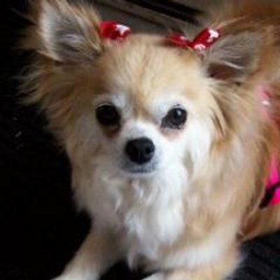 Profile Picture of Edward Purcell (@Purchawk) on Twitter