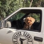 Profile Picture of Kim Kunkle (@silver_saddle_stables) on Instagram