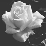 Profile Picture of Earrey (@aryaraj5654) on Instagram