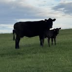 Profile Picture of Toni Testerman (@ttesterman2) on Facebook