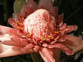 Profile Picture of Etlingera elatior - Wikipediaon Wikipedia