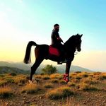 Profile Picture of beautifuul-horse (@abbas._i.beh) on Instagram