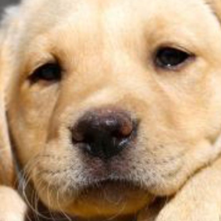 Profile Picture of kchisholm (@kellygymnast123456) on Tiktok