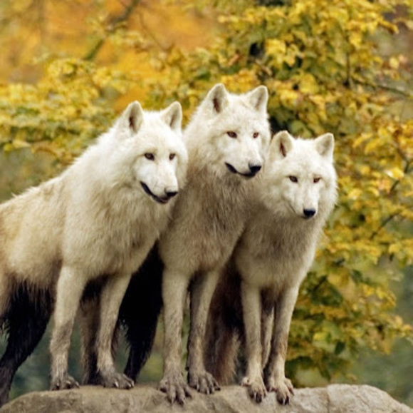 Profile Picture of Juan pablo Cantu (@jpcantu24) on Poshmark