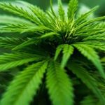 Brian Gooden - Instagram Profile Picture of Brian Gooden (@briangoodley1995) on Instagram