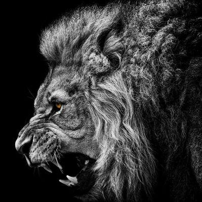 Profile Picture of Brad Wooley (@Bdubz523) on Twitter