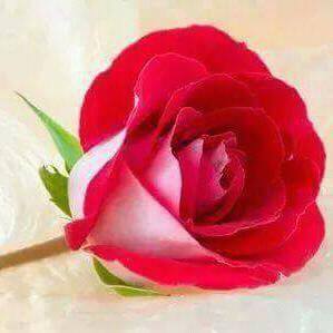 Profile Picture of Alberta Gallardo (@alberta.gallardo) on Facebook