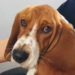 Profile Picture of Phyllis Basset Hound (@phyllis.the.basset) on Instagram