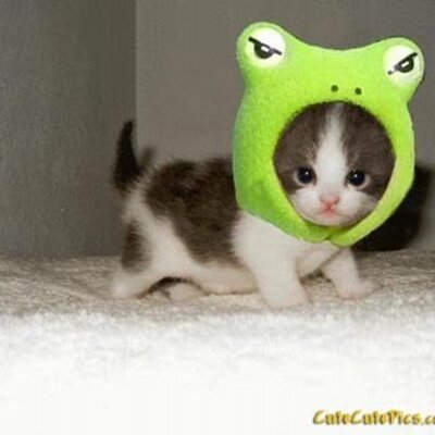 Profile Picture of Alisha Gibson (@shadowcat221) on Twitter