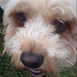 Profile Picture of Arnold Robertson (@arniethecavoodle) on Instagram