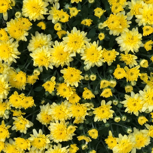 Profile Picture of Maheylah Colie (@maheylah401) on Poshmark