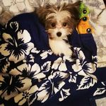 Profile Picture of Toby Alvarez (@tobyalvarez7917) on Instagram