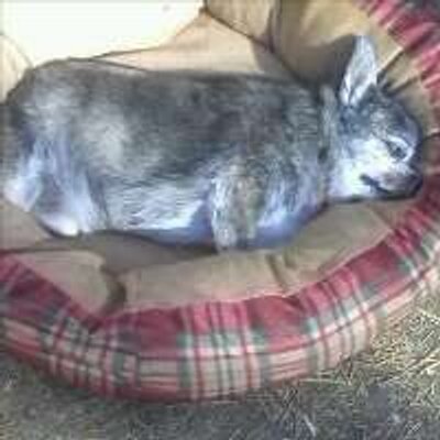 Profile Picture of Glenn Rosko (@gr4petsrights) on Twitter