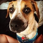 Profile Picture of Eddie Spaghetti Lambert (@eddiespaghettilambert) on Instagram