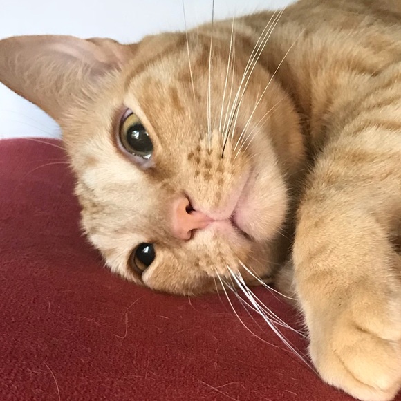 Profile Picture of Leo Hellman (@lhellman1724) on Poshmark