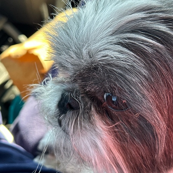 Profile Picture of Michele Termansen (@m_termansen) on Poshmark