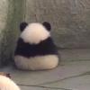 Profile Picture of Calvin Zhang (@@cowz0) on Tiktok
