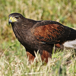 Profile Picture of Frank Silva (@frank silva) on Flickr