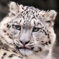 Profile Picture of Alex Golden (@alex-golden-12) on Quora