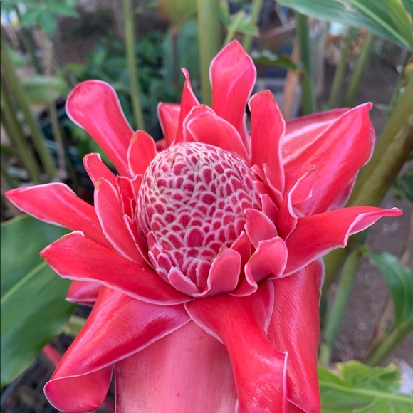 Profile Picture of Noelle Ostroff (@bellenoelle43) on Poshmark