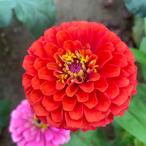 Profile Picture of Kimberly Digiacomo (@kimberlydigiaco) on Poshmark