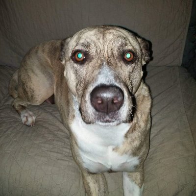 Profile Picture of Mary Freeman (@ClaraNymeria) on Twitter