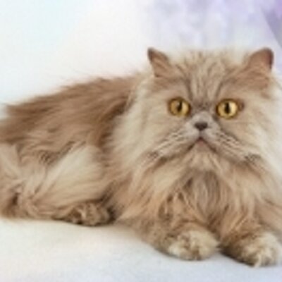 Profile Picture of Farah Patel (@farahrajpatel) on Twitter
