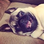 Profile Picture of Quinn Mahoney 🐶🎀🐾 (@quinn_mahoney_to_the_boney) on Instagram