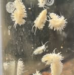 Profile Picture of Jason Mctone (@Jason-Mctone) on Facebook