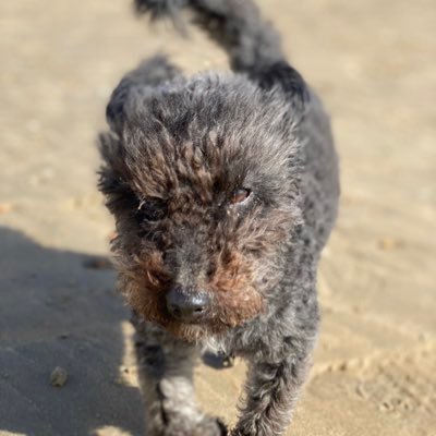 Profile Picture of Christopher Procter (@CJP4) on Twitter